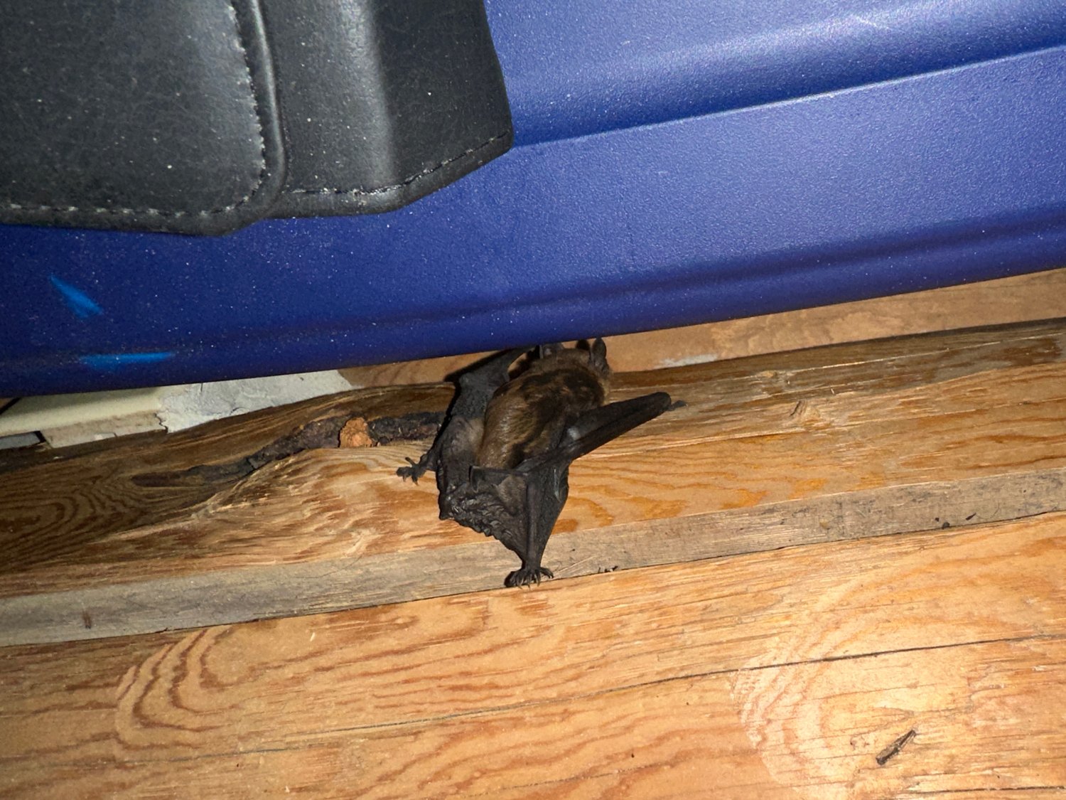 Bat Curled Don’t Throw the Bat Outside